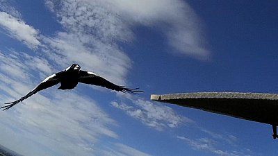 Magpie Attack