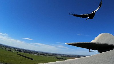Magpie Attack