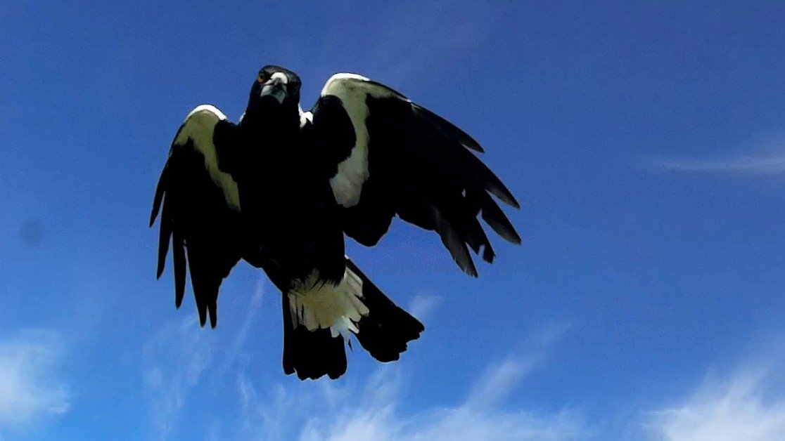 Magpie Attack
