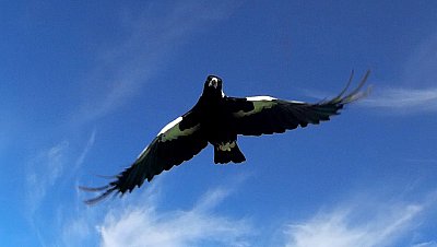 Magpie Attack